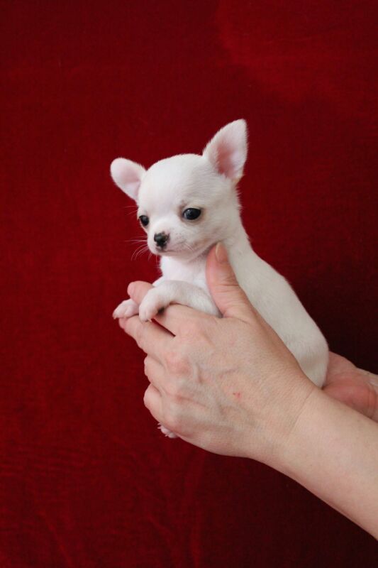 Собаки породы в красноярске. Собаки карманные. Белая карманная собачка. Карманная чихуахуа. Японская карманная собачка.